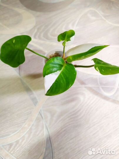 Филодендрон