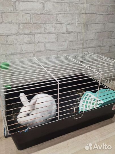 Кролик с клеткой