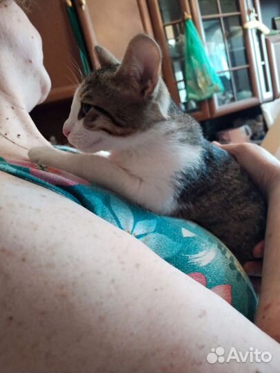 Котенок в добрые руки