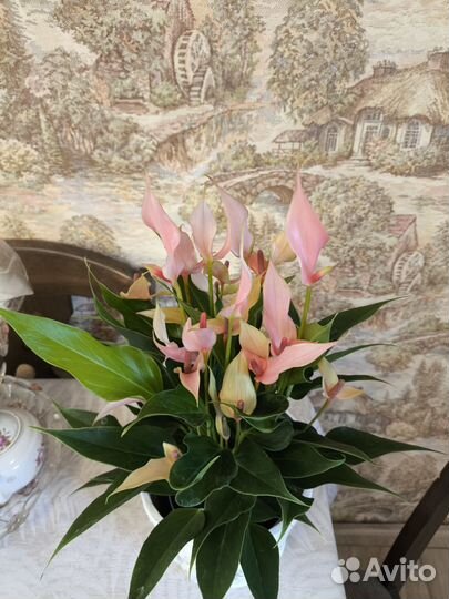 Антуриум,алоказия,сансевиерия,орхидеи,кларидендрум