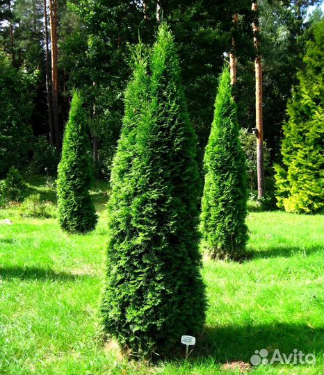 Туя зеленая