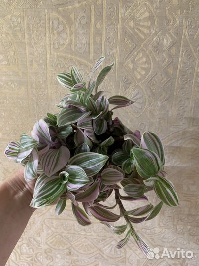 Традесканции