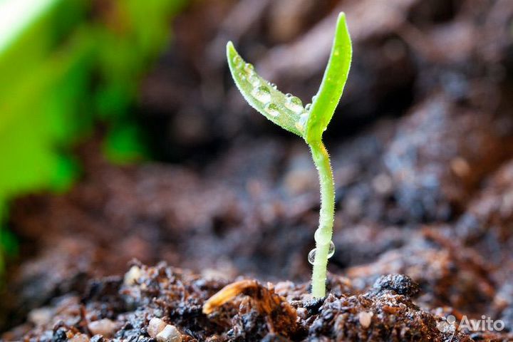 Семена Перец стручковый сладкий зеленый, домашний