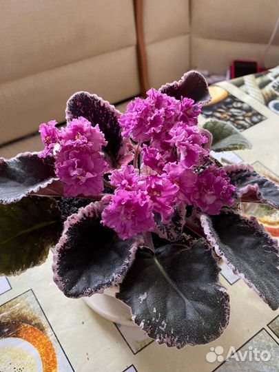 Сортовые фиалки листочки