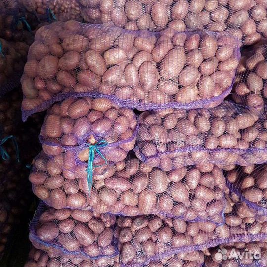 Продам картофель