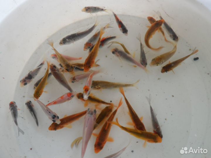 Большой выбор аквариумной и прудовой рыбы