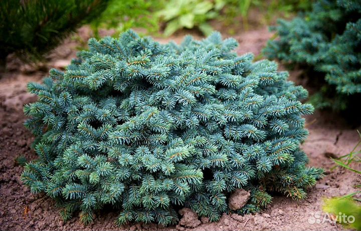 Ель голубая подушковидная Вальдбрун