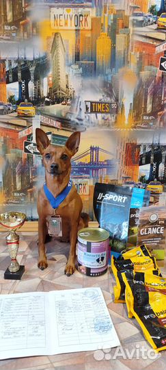 Кинолог для собак разных пород