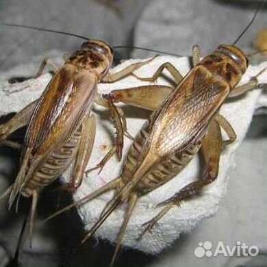 Сверчки и кормовые насекомые