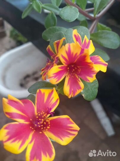 Черенки вегетативных растений на заказ