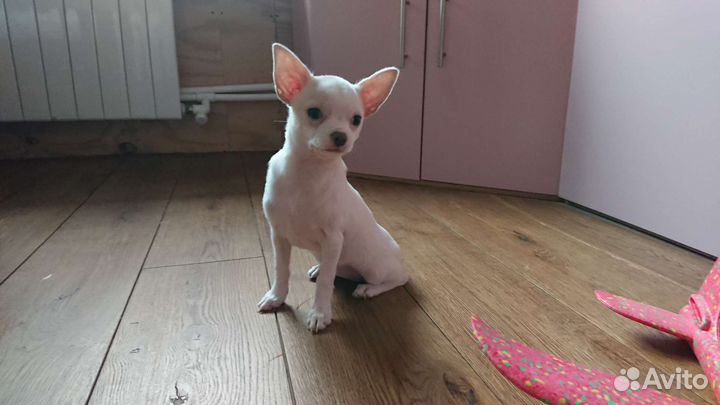 Девочка чихуахуа гладкошерстная