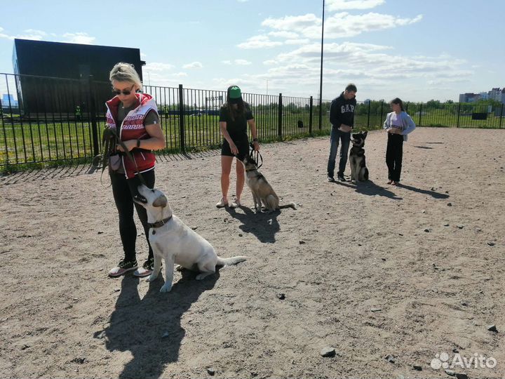 Дрессировка собак кинолог