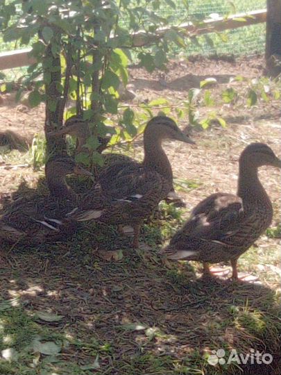 Подсадные утки для о