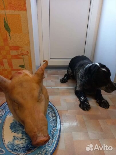 Спаниель для вязки