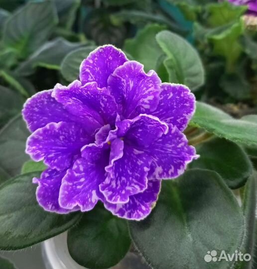 Фиалки-детки