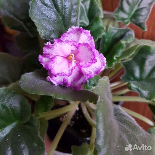 Фиалка в горшках