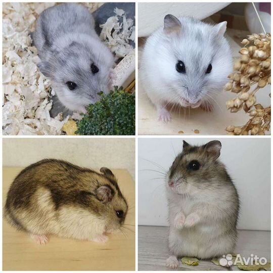 Джунгарский хомяк