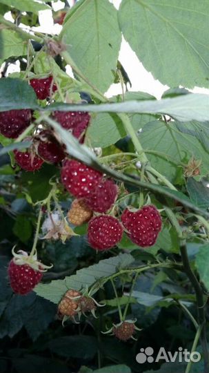 Саженцы малины Полька