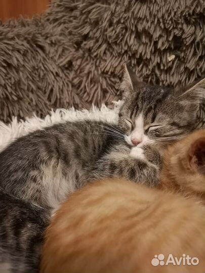 Миникошечка Малинка, котенок в добрые руки
