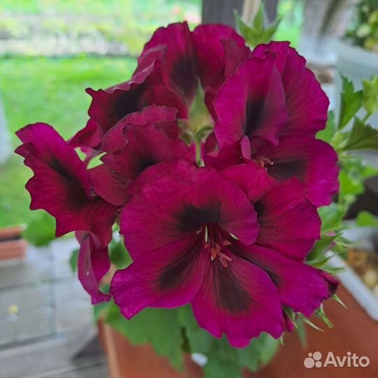 Королевская пеларгония (герань)