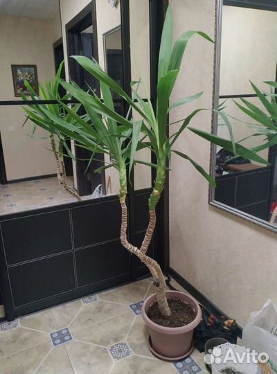 Пальма юкка