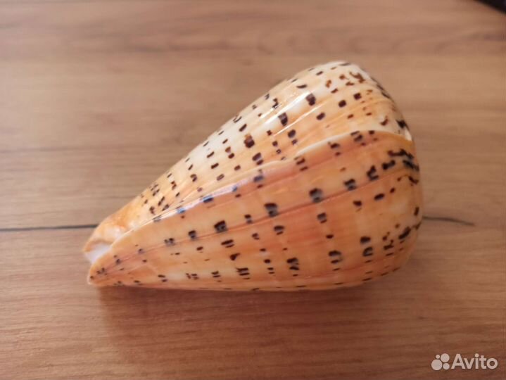 Морская раковина