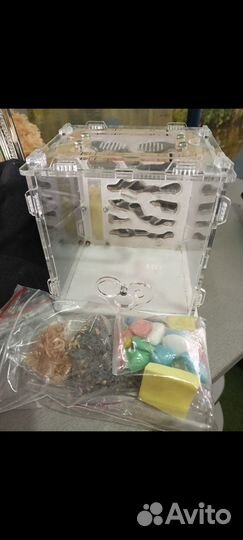 Формикарий для муравьев