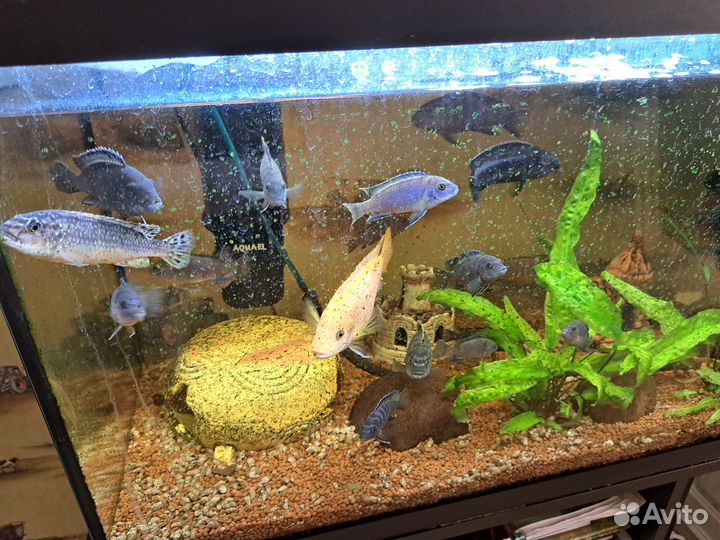 Обмен или продажа цихлид