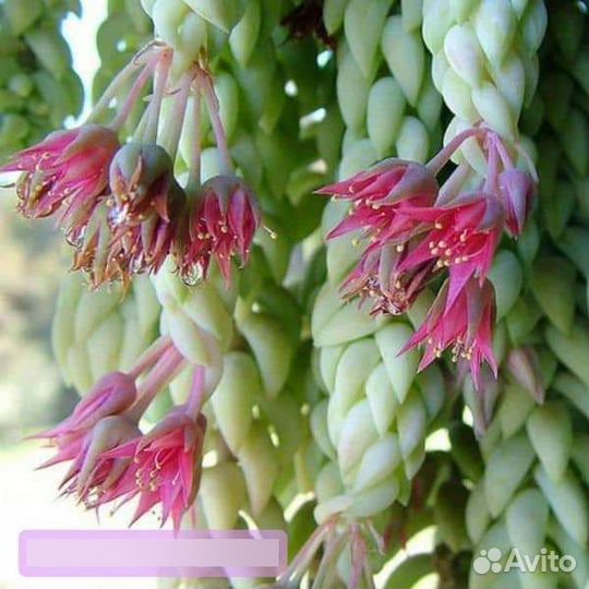 Sedum Morganianum