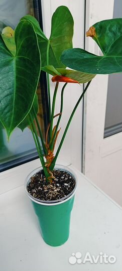 Антуриумы разные сорта