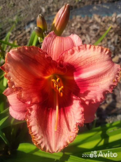 Лилейник, флокс, камнеломка, молодило