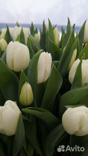 Тюльпаны оптом 2024