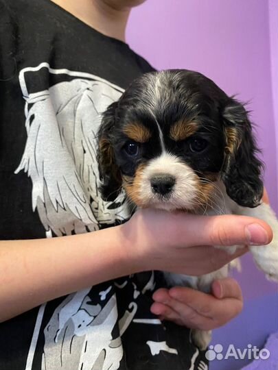 Девочка - припевочка