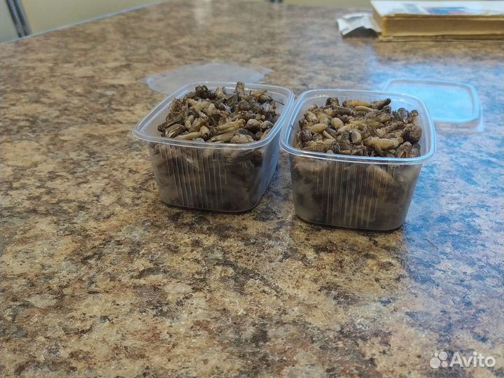 Сверчок очищеный банановый(заморозка)