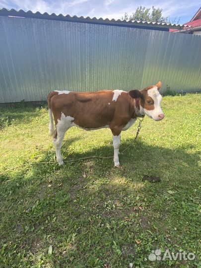 Телка, теленок