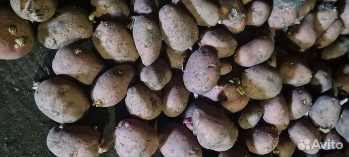 Продам картофель домашний