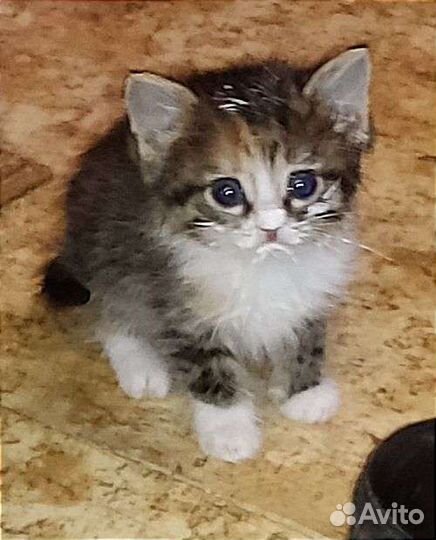 Котята в хорошие руки