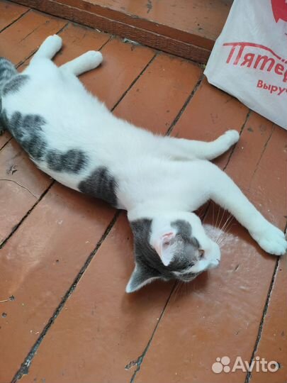 Котик бесплатно
