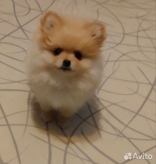 Померанский шпиц