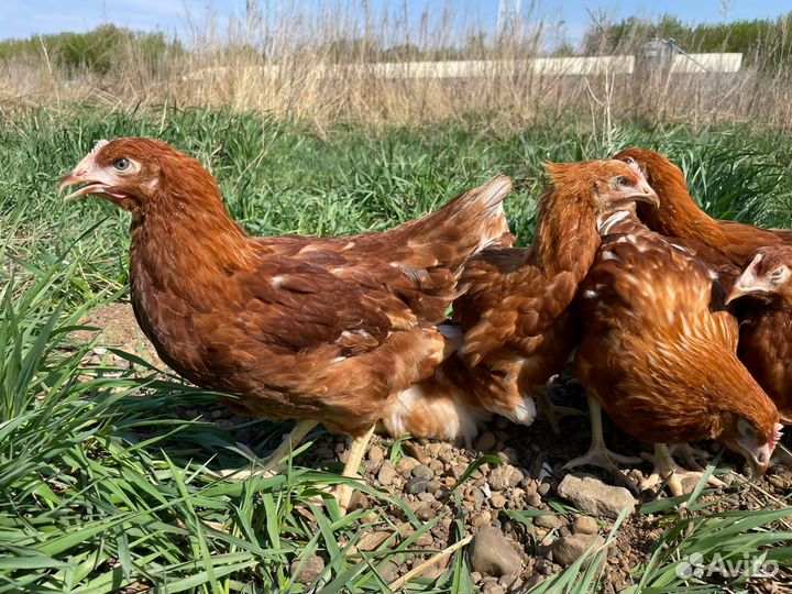 Куры молодые несушки