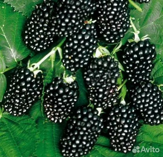 Ежевика бесшипная