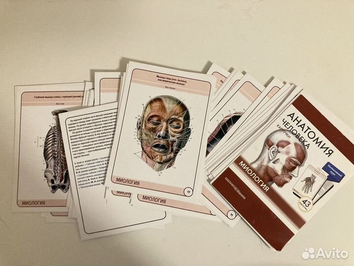 Карточки по Анатомии Миологии