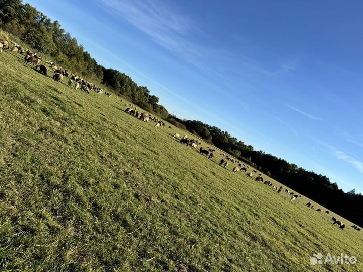 Бараны овцы