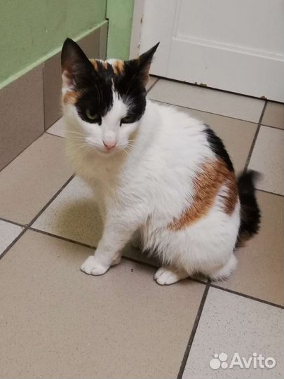 Кошка Фатима