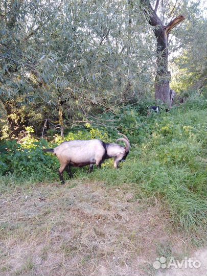 Козы и козлята