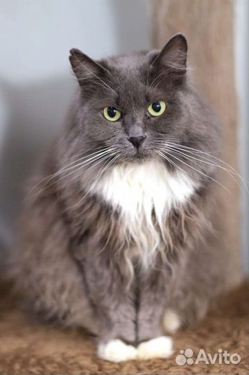 Кошка кот бесплатно в добрые руки отдам