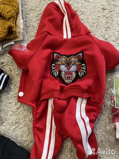 Комбинезоны на Чихуахуа