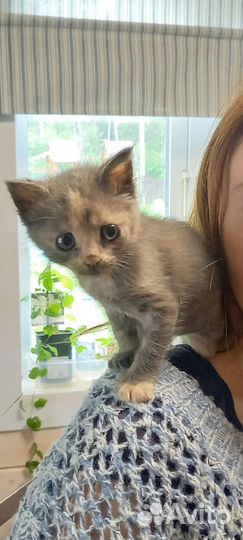 Очень ручной котенок