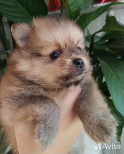 Щенки шпица