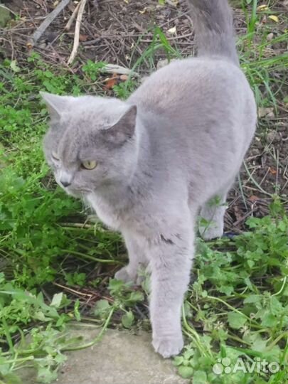 Британская кошка в добрые руки